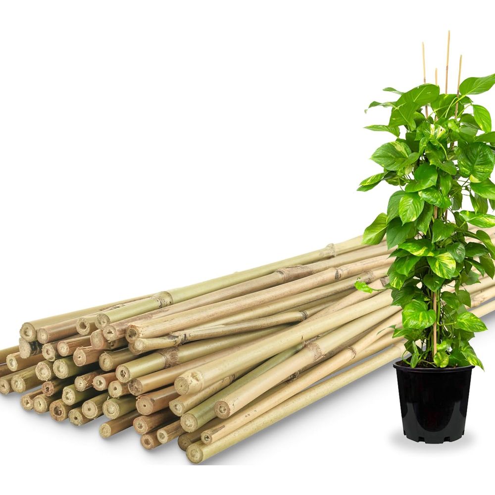 Plant Support Stake - 50 قطعة من أوتاد نباتات الخيزران