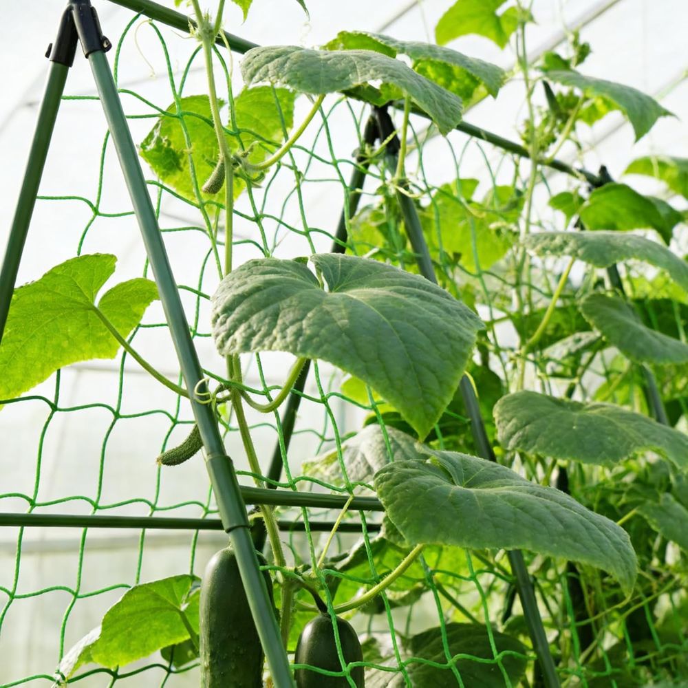 50 قطعة من دعامات نباتات الطما - مراجعة Plant Support Stake وسعره
