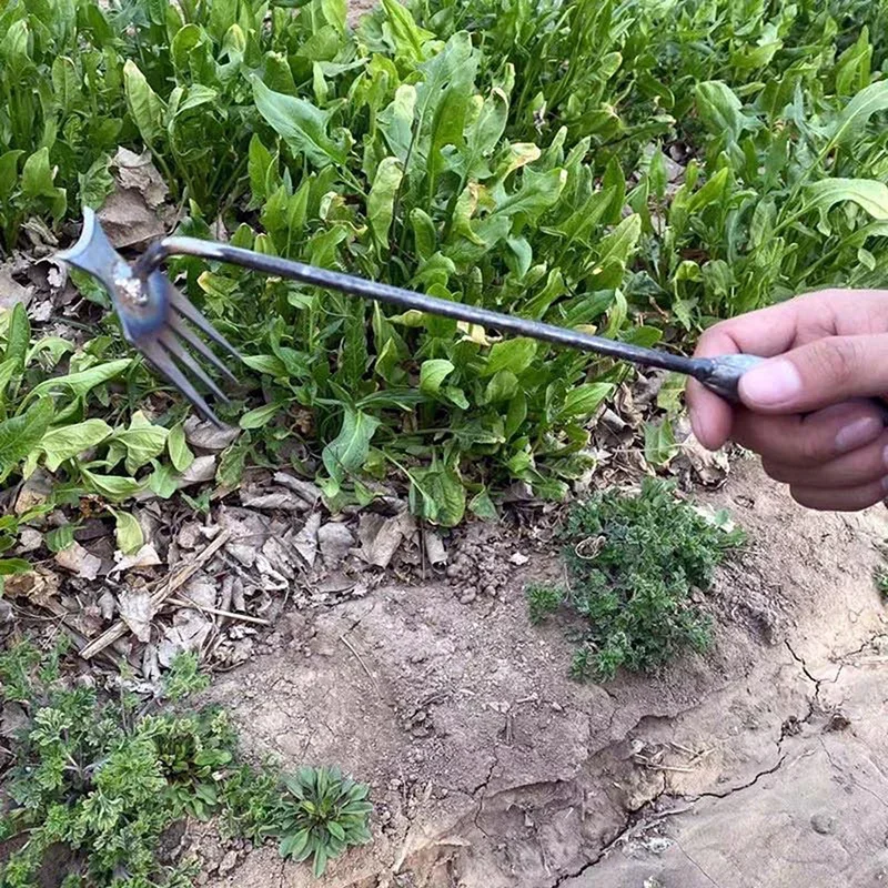 أداة إزالة الأعشاب الضارة اليد - مراجعة Gardening Tools To Remove Grass وسعره