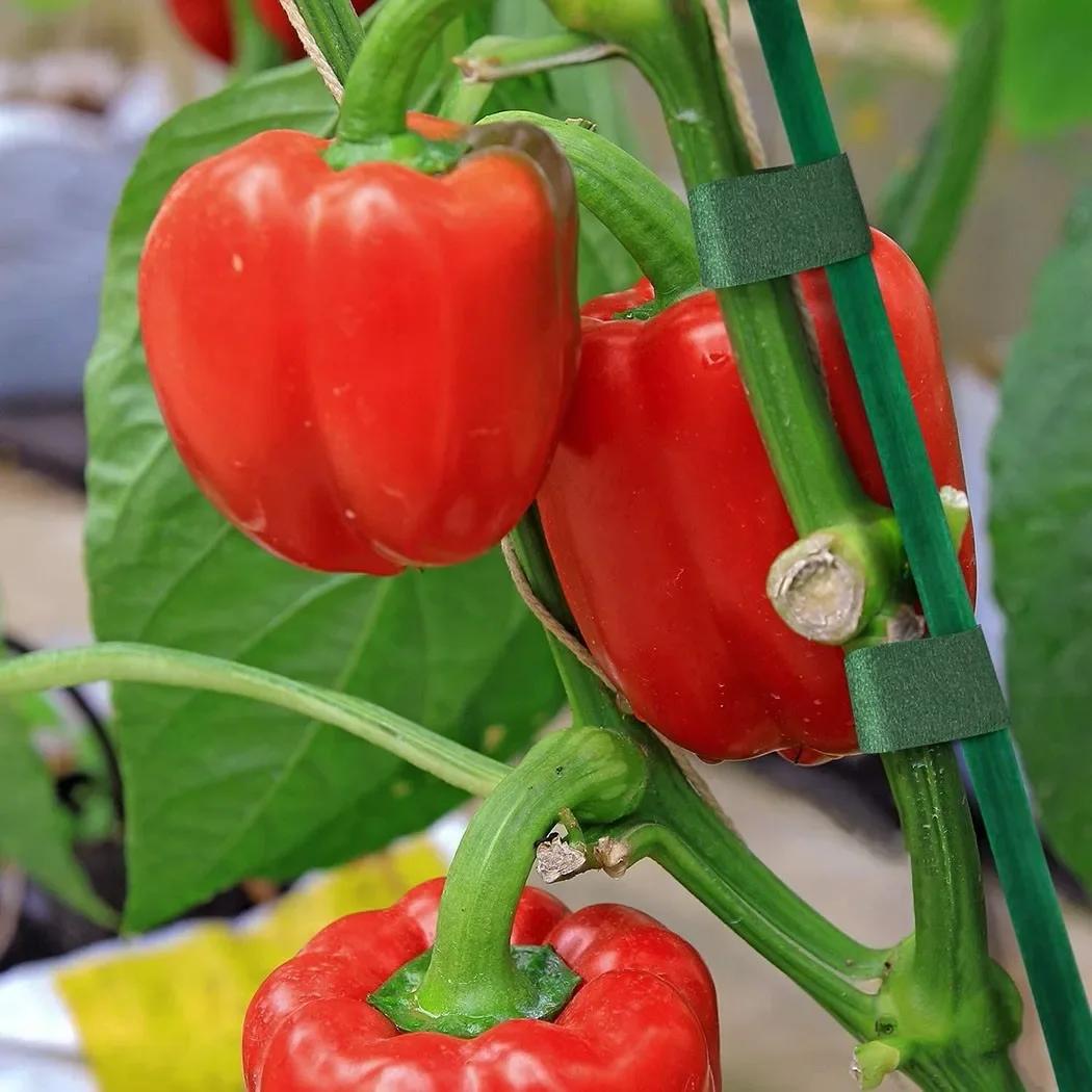 10 قطعة 40 سنتيمتر الأخضر الخي - مراجعة Gardening Tools Green وسعره