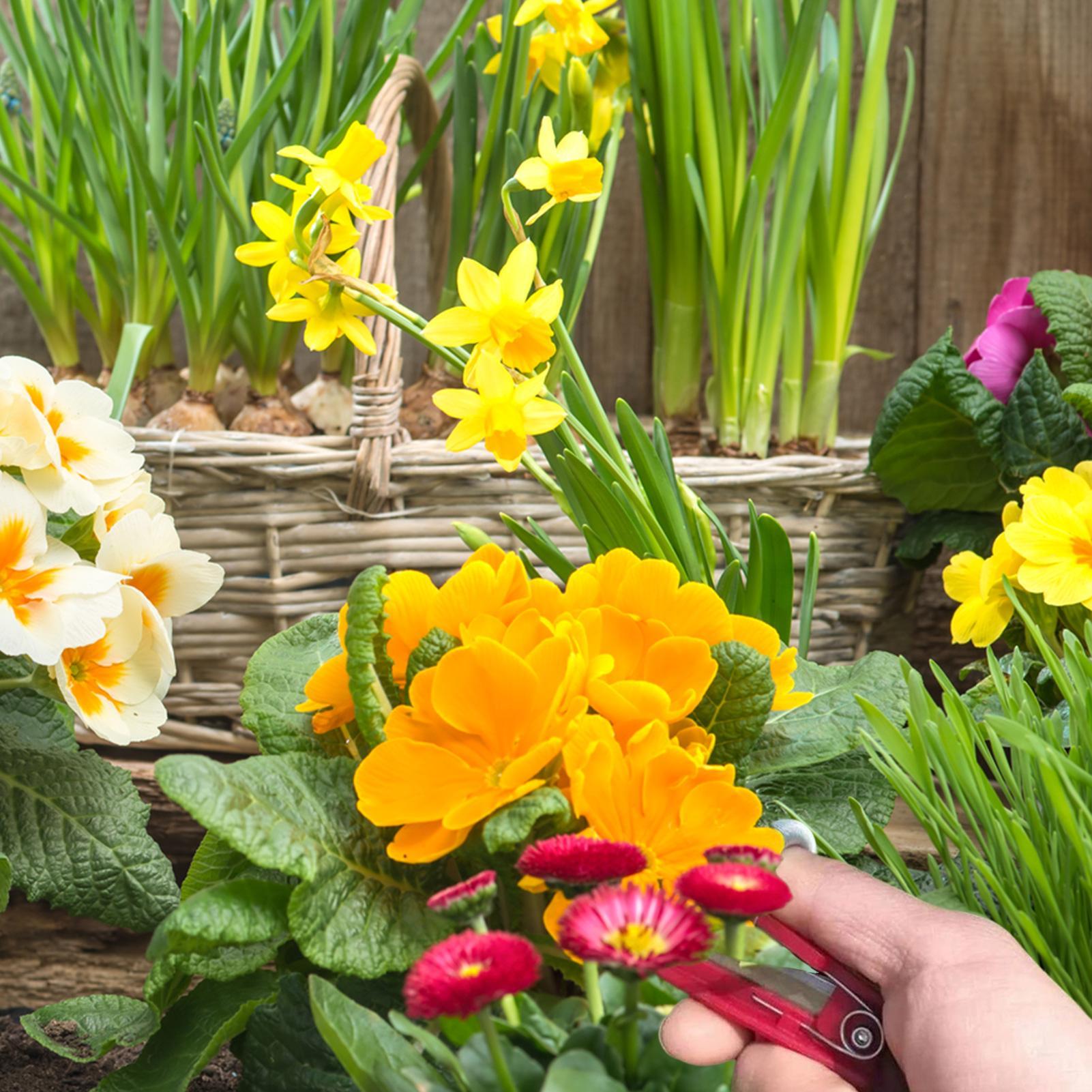 سكين إبهام متعدد الوظائف لتقلي - مراجعة Gardening Tools Knife وسعره