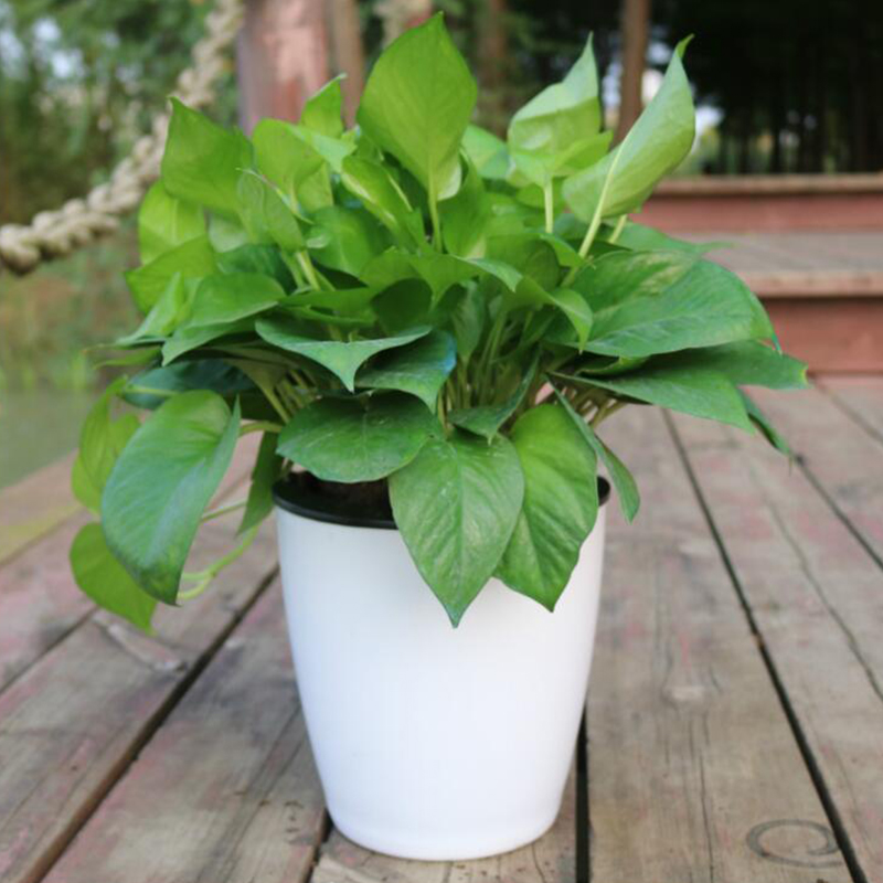 وعاء زهور أوتوماتيكي من سلسلة  - مراجعة Gardening Tools Green وسعره